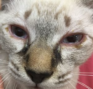 猫の猫ウイルス性鼻気管炎（FVR）